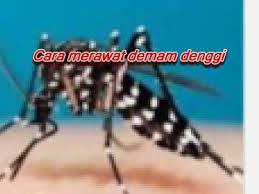 Demam denggi merupakan sejenis penyakit yang disebabkan oleh nyamuk aedes atau lebih tepat lagi 2 jenis nyamuk aedes aegypti dan aedes albopictus. Cara Merawat Demam Denggi Youtube