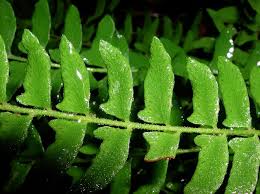 Image result for Woodsiaceae