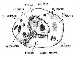Eukaryotic cells are cells of the higher organisms, containing a true nucleus bounded by a nuclear membrane. 1 The Structure Of A Eukaryotic Cell All Eukaryotic Cells Have A Download Scientific Diagram