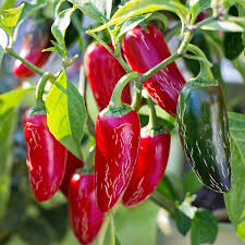 Fill seed pots with a soilless planting mixture featuring vermiculite, lime, peat moss and fertilizer. How To Grow Jalapenos In A Pot Or Container From Seed Dengarden