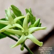 Image result for Telosma africana