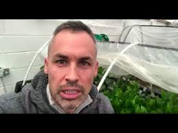 Echinodorus grisebachii bleherae (Amazon sword)