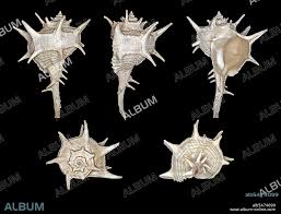 Image result for Micractis bojeri