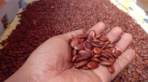 Image result for Entada chrysostachys