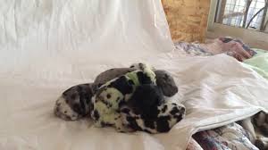 We breed some of the best dogs in the upper midwest and throughout the country! Great Dane Puppy Born Green In Colorado