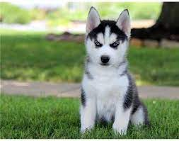 Soft Cute Baby Husky 3 Pics Included Army S Amino