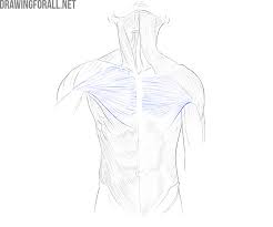 Almost every muscle constitutes one part of a pair of identical bilateral. Torso Muscles Anatomy Drawingforall Net