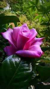 Www Facebook Com Www Facebook Com Www Facebook Com Https Www Facebook Com Enchantroses7 Photos A 219735991959154 279064449359641 Type 3 Theater Beautiful Pink Flowers Beautiful Flowers Pretty Flowers