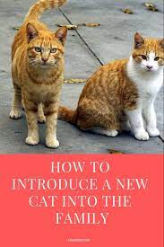 Are You Thinking About Bringing Another Cat Home To Be A Friend To Your Cat Dog Or Other Pet We Found Out The Hard Wa Introducing A New Cat Cat Training