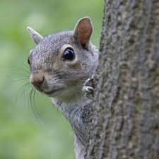 Check spelling or type a new query. Tips For Keeping Squirrels Out Of The Garden Hgtv