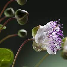 Caper Seeds Herb Seeds In Packets Bulk Eden Brothers Herb Seeds Seeds Glass Gem Corn