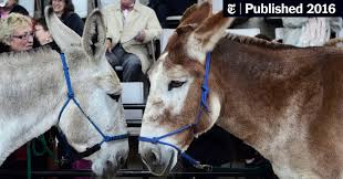 It sounds like the opening line to a joke or the start of a christmas story. Where S The Love For Donkeys The New York Times