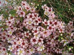 Wax Flower Pink Or White Chamelaucium Flower Guide Wedding Flower Types Wax Flowers