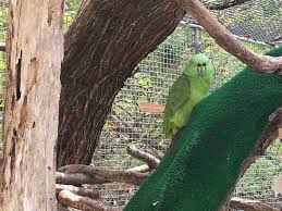 Some of the birds in florida keys are considered threatened or endangered species, while others still enjoy a robust presence. Keeping Them Flying The Florida Keys Wild Bird Rehabilitation Center South Florida And Beyond Off The Beaten Track