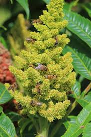 Some trees are valuable, not for one spectacular characteristic, but because they are so utterly reliable doing the mundane job the evergreen african sumac grows at a slow to moderate rate to 20 to 30 feet tall and wide. Beautify Your Landscape With A Sumac Tree Gardenerdy