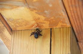 Often, exterminators don't remove the hive or. How To Get Rid Of Carpenter Bees Carpenter Bee Trap Spray
