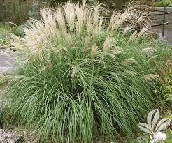Check spelling or type a new query. Ornamental Grass Archives Covingtons