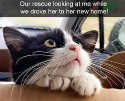 23 Funny Animal Pictures Quotes With Images Funzumo