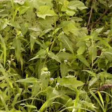 Image result for Commelina petersii