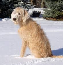 Straight Hair Labradoodle Labradoodle Australian Labradoodle Labradoodle Hair