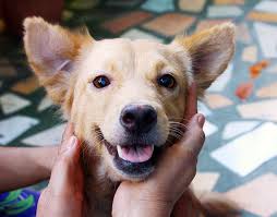 To an azkal puppy life is as simple as eating, playing and sleeping. Valenzuela App Traces Missing Dogs Tempo The Nation S Fastest Growing Newspaper