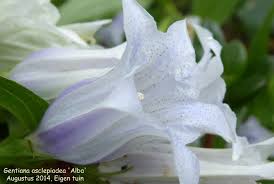 Image result for Gentiana asclepiadea alba