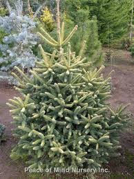 12 пихта сибирская — abies sibirica. Abies Pinsapo Aurea Wholesale Nursery Supplies Plant Growers In Oregon Nursery Guide