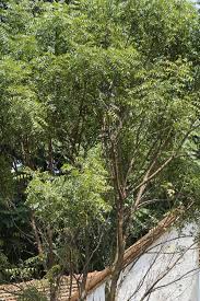 Now, we shall be moving to the health benefits of margosa or neem leaves. Kcca For A Better City