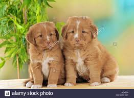 Nova scotia duck tolling retrievers (often shortened simply to tollers, for obvious reasons) are a sporting breed with a streak of intelligence and like most dogs, the nova scotia duck tolling retriever requires daily exercise to be at their best. Zwei Nova Scotia Duck Tolling Retriever Welpen Stockfotografie Alamy