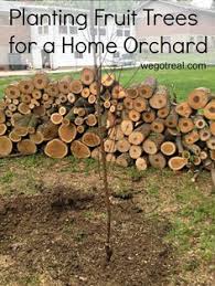 How To Make Awesome Palm Tree Fertilizer That Will Enhance The Growth Rate Of Your Palm Canopy Palm And You Ve