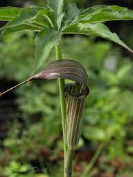 Its species are often called cobra lilies, particularly the. Arisaema Consanguineum Herrenkamper Garten