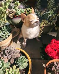 If you have a dog or cat in your household, you should steer clear of the following varieties of succulents. Are Cactuses Poisonous To Dogs Succulents Network