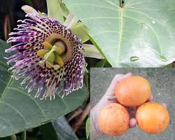 Image result for Passiflora ligularis