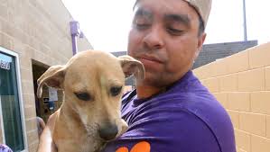 El Paso Animal Services holds Dollar Dog Day adoption event