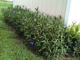 Here at liner source, inc., we want to provide you with the best. Drought Tolerant Blooming Butterfly Bush Dwarf Mexican Petunia White Katies Dwarf Ruellia Brittoniana 3 Live Plants Gardening Patio Lawn Garden Unicin Org