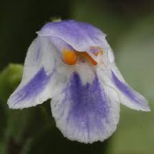 Image result for Crepidorhopalon goetzei