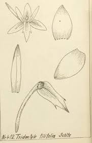 Image result for Tridactyle filifolia