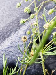 Image result for Spergula arvensis