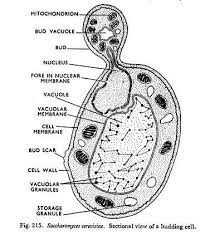 Sectional View Of A Budding Cell Cell Diagram Cell Structure Dna Art