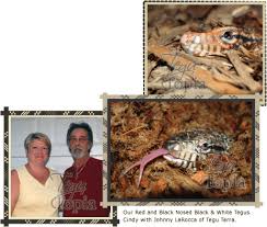 Argentine Black And White Tegu For Sale Canada Canadian Argentine Tegu Breeder Tegu Breeder Canada Tegu Topia