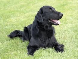 Flat coated retriever puppies for sale nz. The Flat Coated Retriever Temperament And Beyond