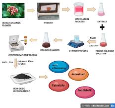 Image result for Ixora brachypoda