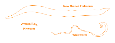 Image result for Pinworm