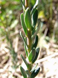 Image result for Aurinia