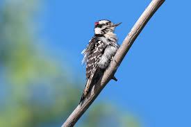 Maybe you would like to learn more about one of these? Downy Woodpecker Baby 01 Photograph By Judy Tomlinson