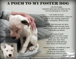 Foster dogs is the leading organization in creating positive, inclusive foster communities by providing support, experience, and innovative programs. A Poem For The Foster Carer Foster Dog Foster Dog Mom Dog Poems