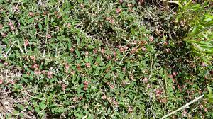 Image result for Indigofera longistaminata