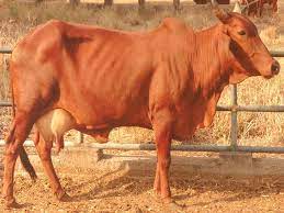 Red Sindhi Cow Cattle Breeds Of Cows Cow