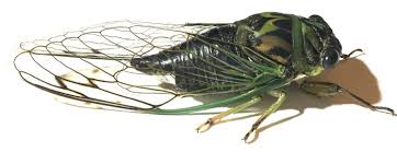 It's named after cicada because people are aware of cicada's existence by their sound instead of forms. Cicada Insect News Facts Life Cycle Photos Sounds Cicada Mania