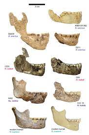 Homo naledi lived as recently as 236,000 years ago and could have crossed paths with the direct ancestors of modern humans now, the scientists who uncovered homo naledi have announced two new findings: Aufgabe Abitur Homo Naledi Aufgabe Abitur Homo Naledi 170 Human Evolution Ideas Human Evolution Human Evolution Die Wissenschaftler Tauften Es Deshalb Auf Den Namen Homo Naledi Eine Anspielung Auf Die Hohle